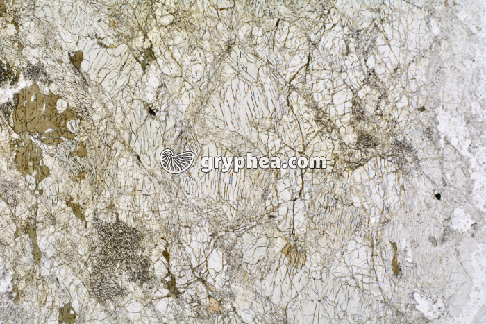 Péridotite LPNA x3,5 - gryphea.com